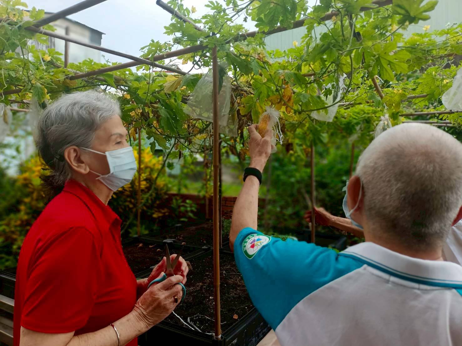 園藝活動~摘苦瓜(大林長照中心)(標題圖檔)